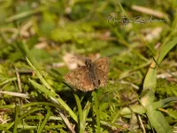 Bruin dikkopje [Erynnis tages]